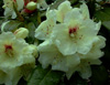 Creamy-Chiffon-cross