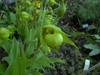 Cypripedium-Henryi