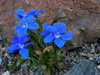 Gentian-Rostannii