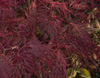 acer-red-filagree-lace