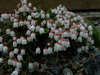 cassiope-dwarf