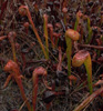 darlingtonia-californica