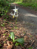 erythronium-oregonum-1