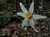 erythronium-oregonum-2