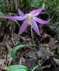erythronium-revolutum