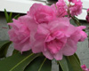 fragrant-double-hybrid