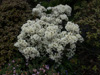 lepidotum-var-elaegnoides-alba