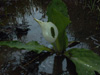 lysichiton-camtschatcensis