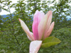 magnolia-Daybreak