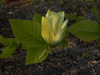 magnolia-Yellow-Bird