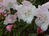 pseudochrysanthum