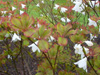 quinquefolium