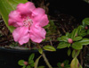 rsf-dendrocharis