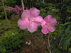 rsf-pentaphyllum