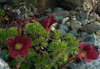 saxifrage-Black-Beauty