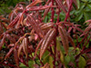 triflora-pw65