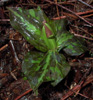 trillium-kurabayashi-1