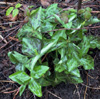 trillium-kurabayashi-2