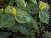 trillium-luteum