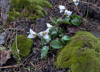 trillium-rivale