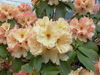 unamed-hybrid-BRhodes