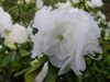 April-Snow-2005-03-05