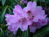 calophytum-hybrid-2005-03-02