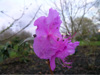 dauricum-2005-03-02