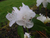 dauricum-white-2005-03-02