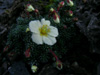 saxafraga-x-boydii-faldonside-2005-03-03
