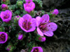 saxifrage-oppositifolia-2005-03-03