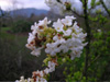 viburnum-farreri-candidissimum-2005-03-02