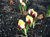 crocus-1