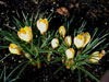 crocus-2