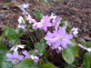 hepatica-1