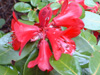 sherriffii-6