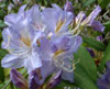 augustinii-2