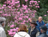 davidsonianum-Ruth-Lyons-plant