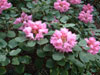 orbiculare-plant