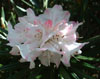 roxieanum-oreonastes-1