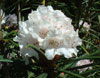 roxieanum-oreonastes-2