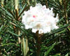 roxieanum-oreonastes-3