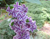 syringa-vulgaris-Sensation