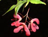 acer-palmatum-heptalobum-2