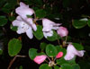 callimorphum