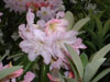 decorum-1