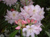 decorum-2