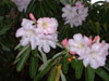 decorum-3