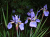iris