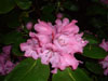 orbiculare-1